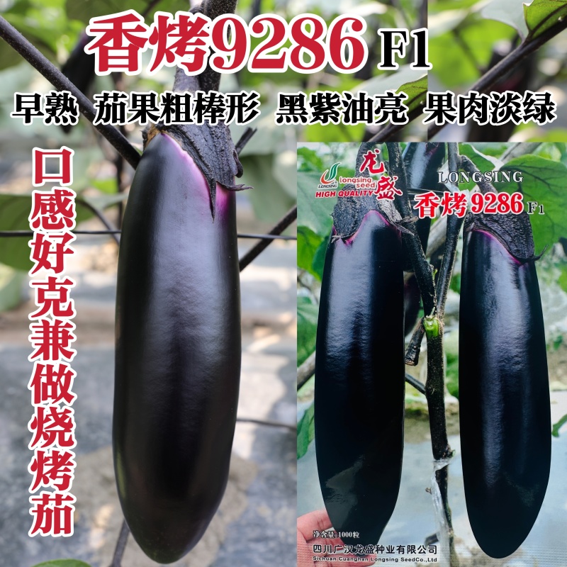 龙盛烧烤茄种子香烤9286茄子种子黑紫油亮棒茄种果肉淡绿