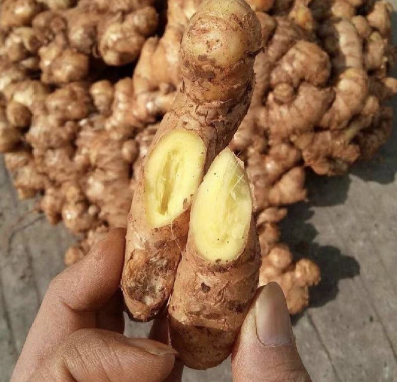 山东生姜，优质大黄姜大量有货，个大，颜色漂亮，货源充足