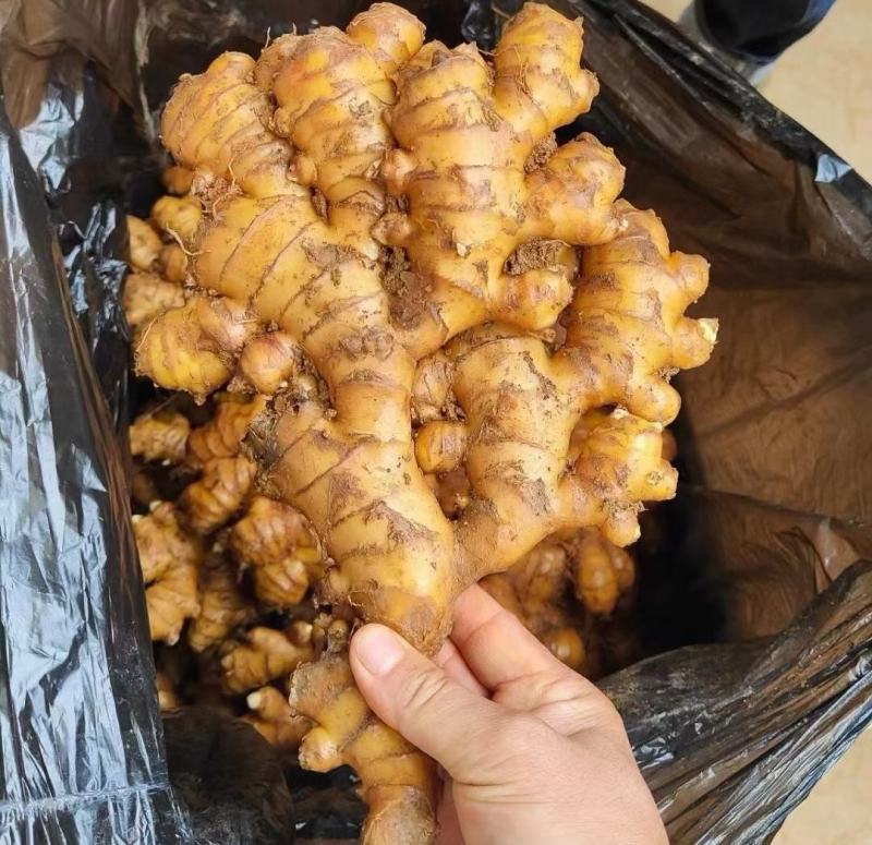山东生姜，优质大黄姜大量有货，个大，颜色漂亮，货源充足