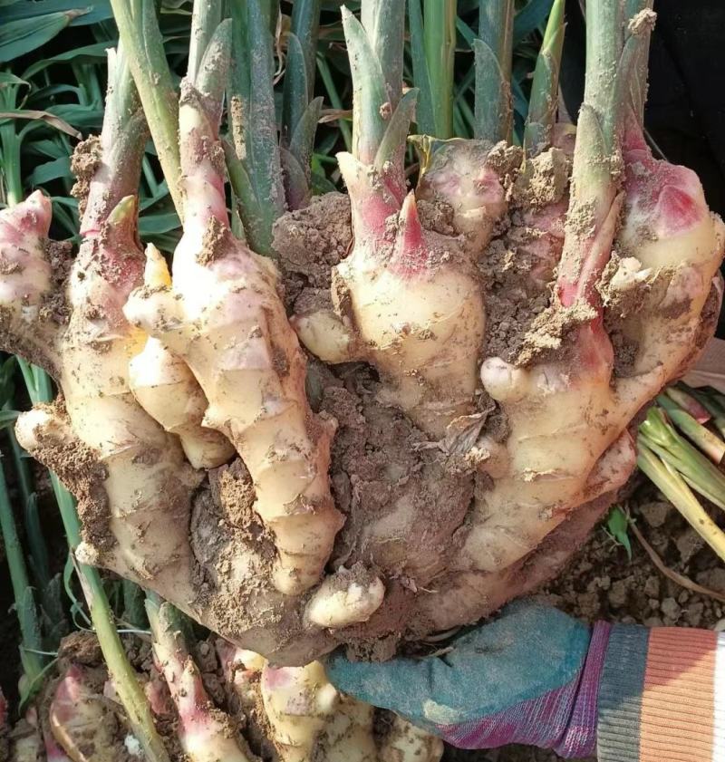 山东生姜，优质大黄姜大量有货，个大，颜色漂亮，货源充足