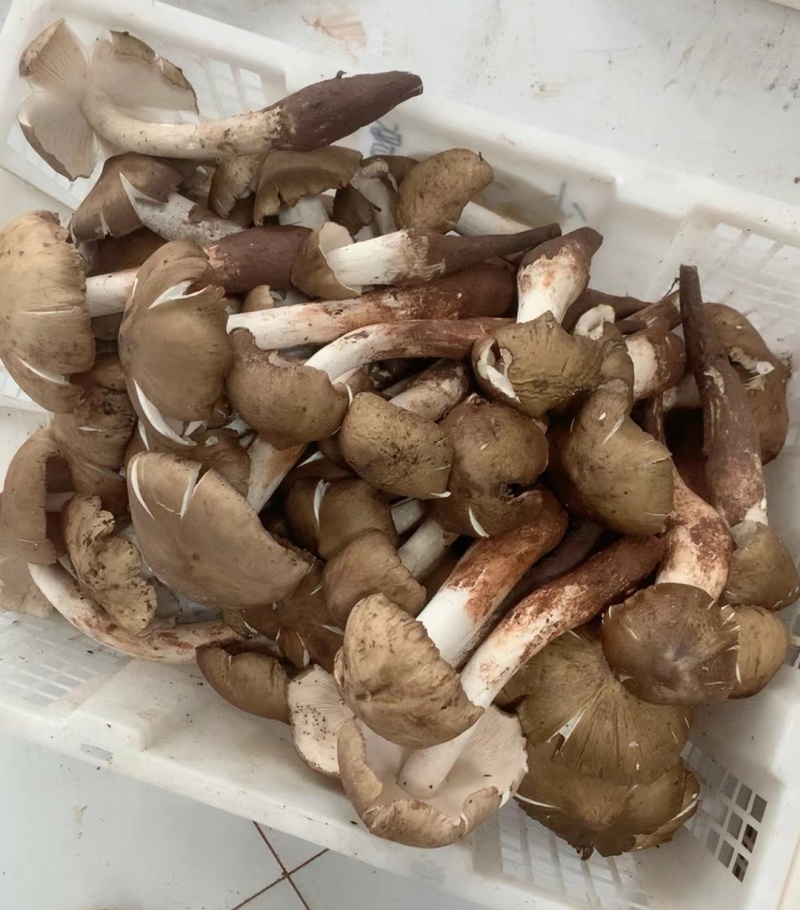 野生鸡枞菌，大量供应，欢迎各位老板对接。大量价格可谈