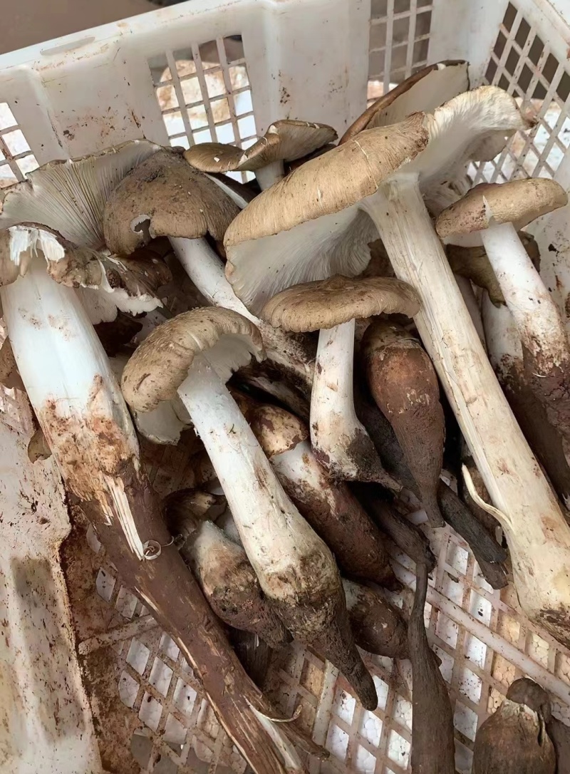 野生鸡枞菌，大量供应，欢迎各位老板对接。大量价格可谈