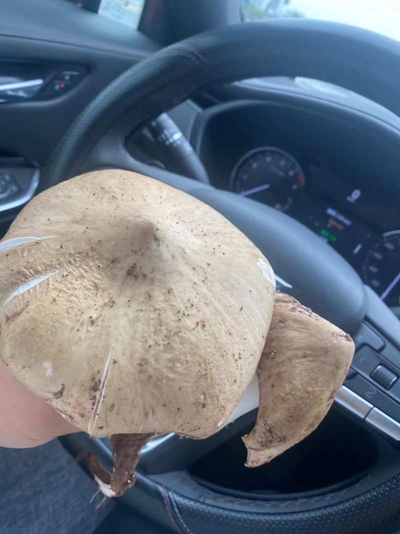 野生鸡枞菌，大量供应，欢迎各位老板对接。大量价格可谈