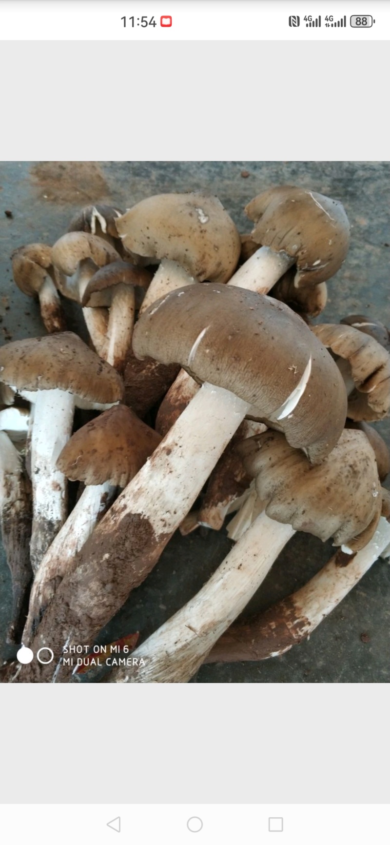 野生鸡枞菌，大量供应，欢迎各位老板对接。大量价格可谈