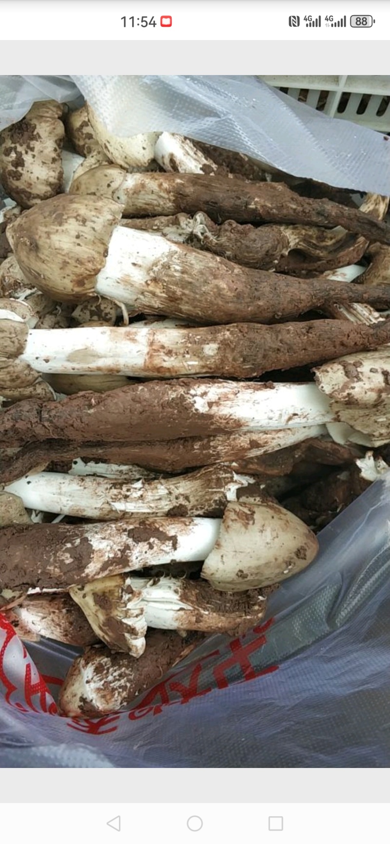 野生鸡枞菌，大量供应，欢迎各位老板对接。大量价格可谈