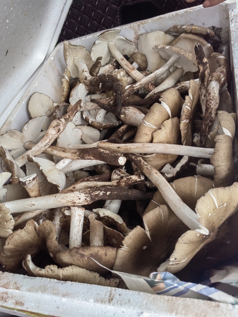 野生鸡枞菌，大量供应，欢迎各位老板对接。大量价格可谈