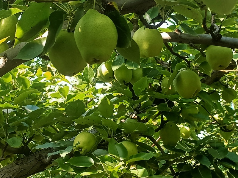 阳信早酥梨