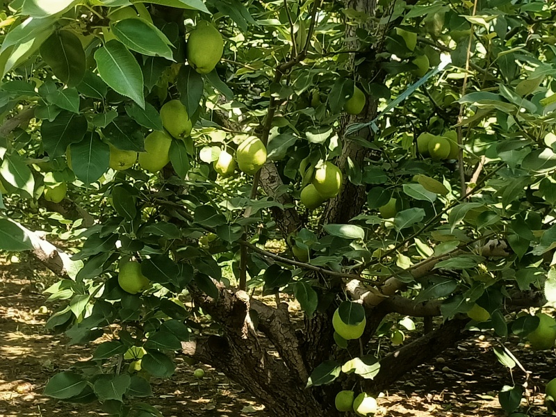 阳信早酥梨