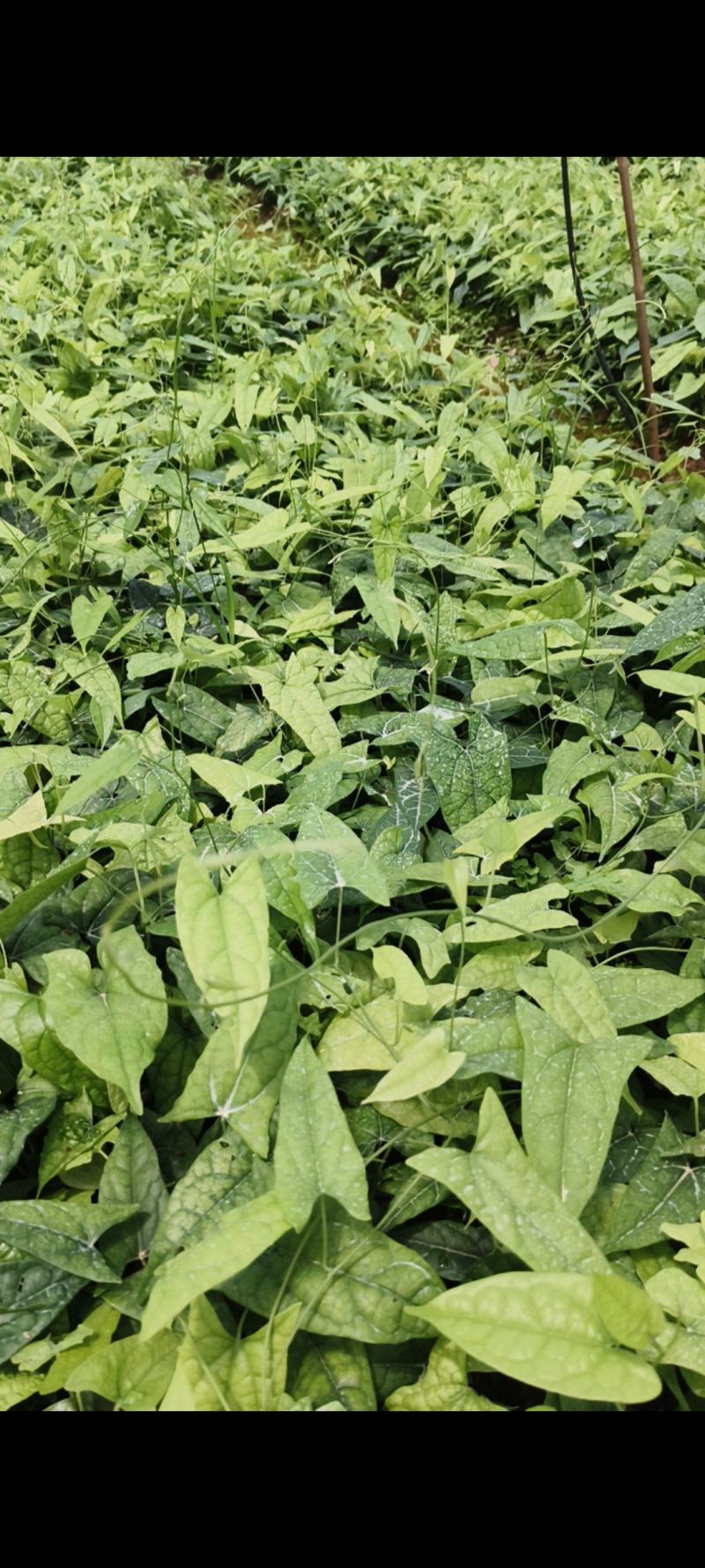 二代驯化金果榄苗易成活可提供种植技术包邮量大从优