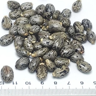 新货野生蓖麻子蓖麻籽500克包邮红大麻子中药材蓖麻仁蓖麻