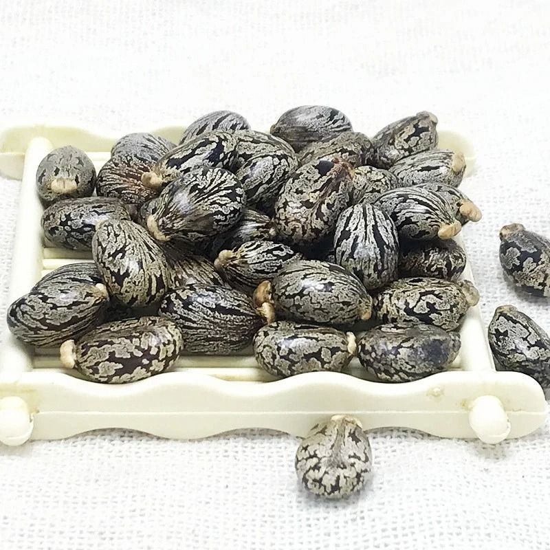 新货野生蓖麻子蓖麻籽500克包邮红大麻子中药材蓖麻仁蓖麻
