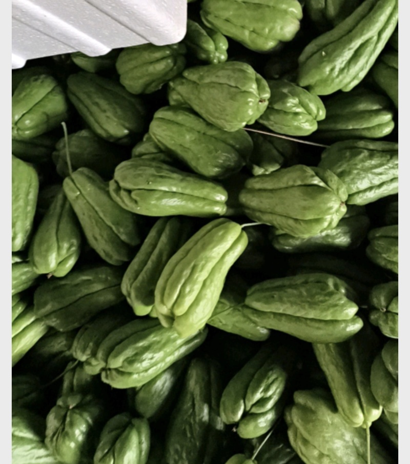 [标题]优质佛手瓜产区直发保质保量发货全国欢迎选购