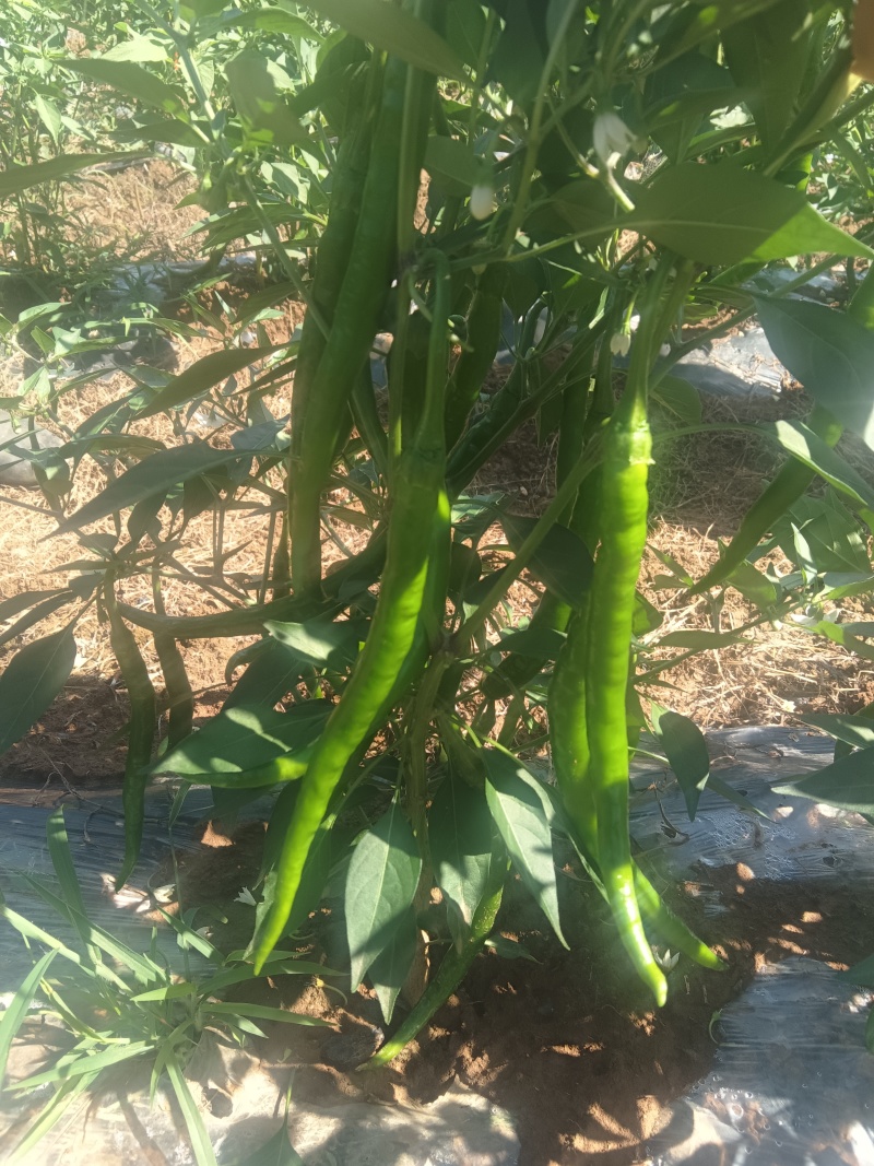 精品高山线椒，质量很好，价位合理