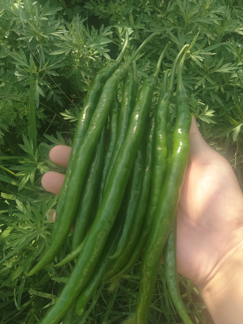 精品高山线椒，质量很好，价位合理