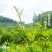 【莓茶】新茶上市品质好茶真材实料品质保证好喝不贵