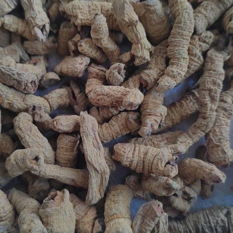 巴戟肉物有所值