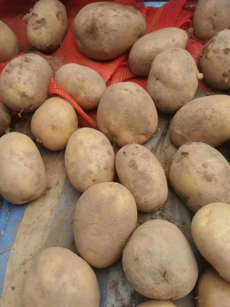 黄心土豆，物所超值