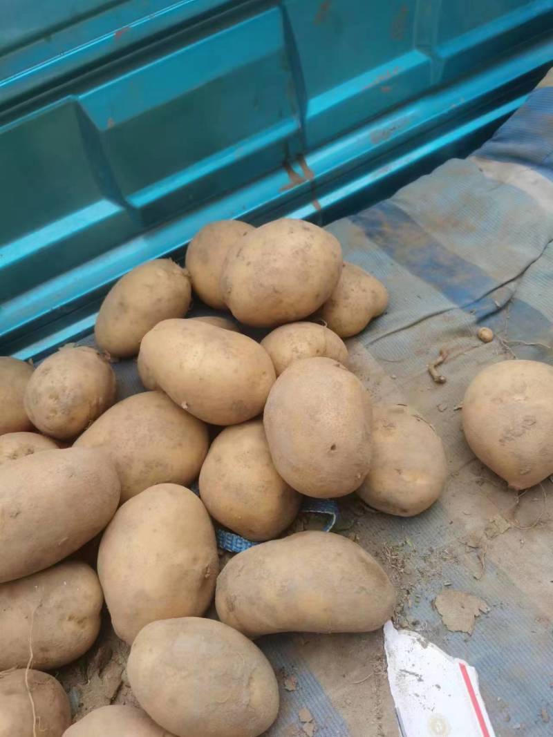 黄心土豆，物所超值