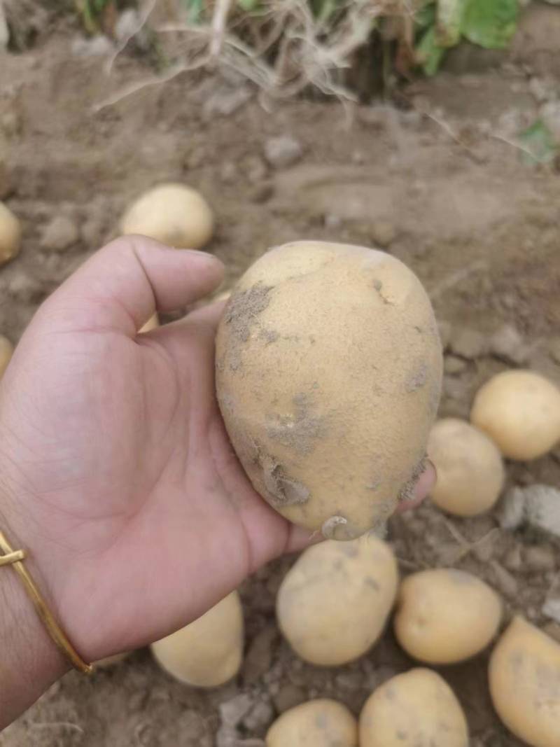 黄心土豆，物所超值