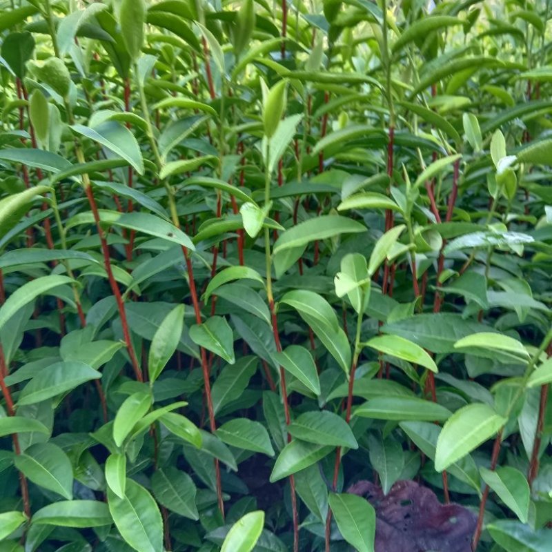 117茶树苗，芽头壮长势好，耐寒早熟不早衰，欢迎来电