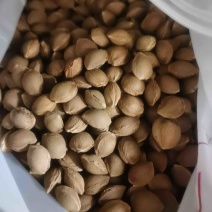 大量出售杏核，杏皮，桃核。物美价廉。