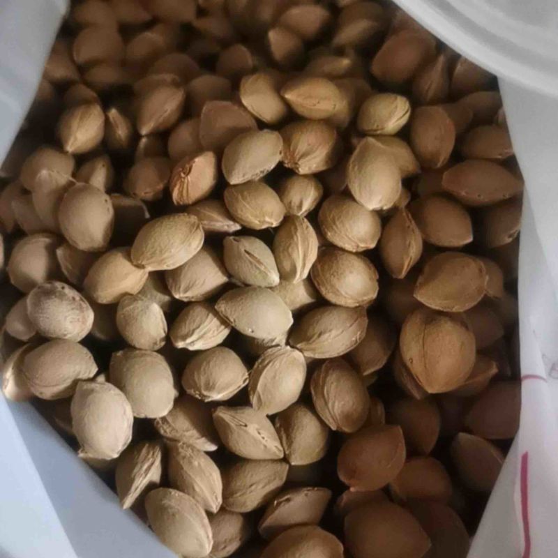 大量出售杏核，杏皮，桃核。物美价廉。
