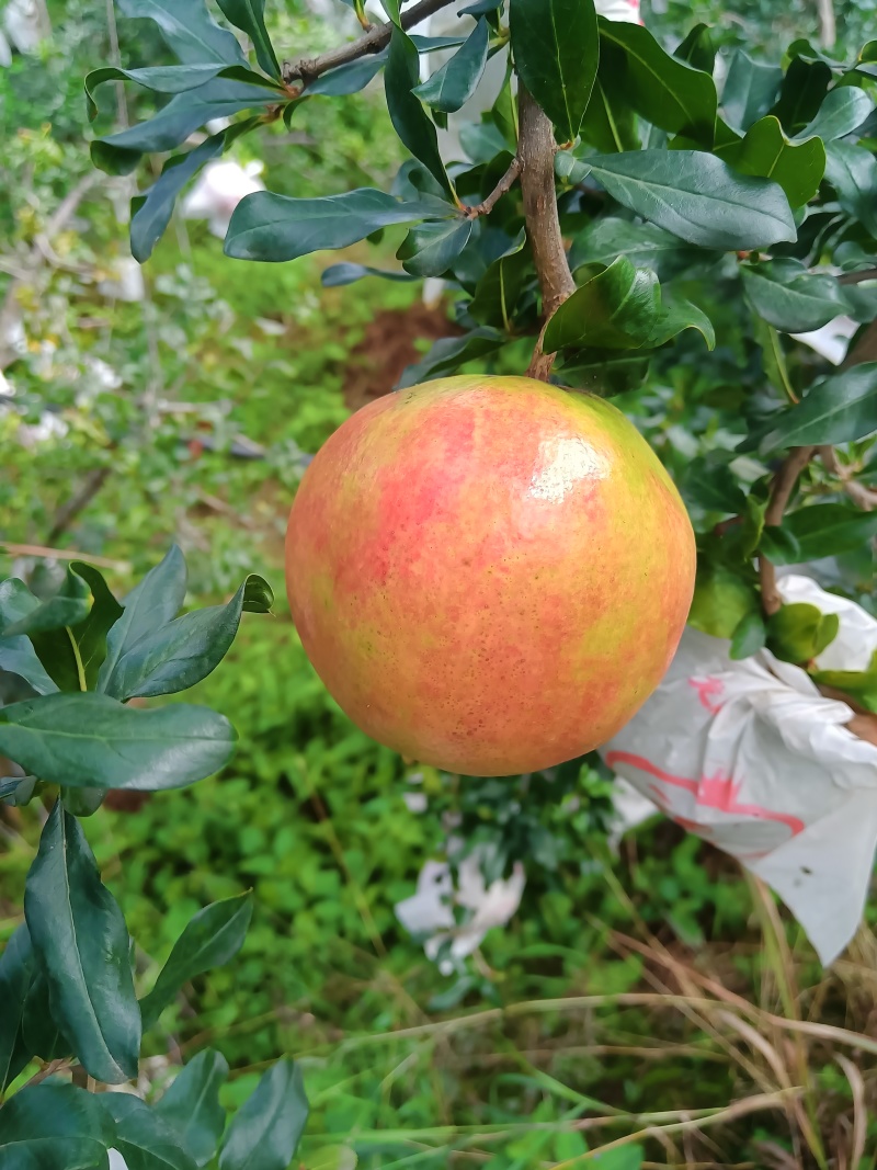 突尼斯软籽石榴