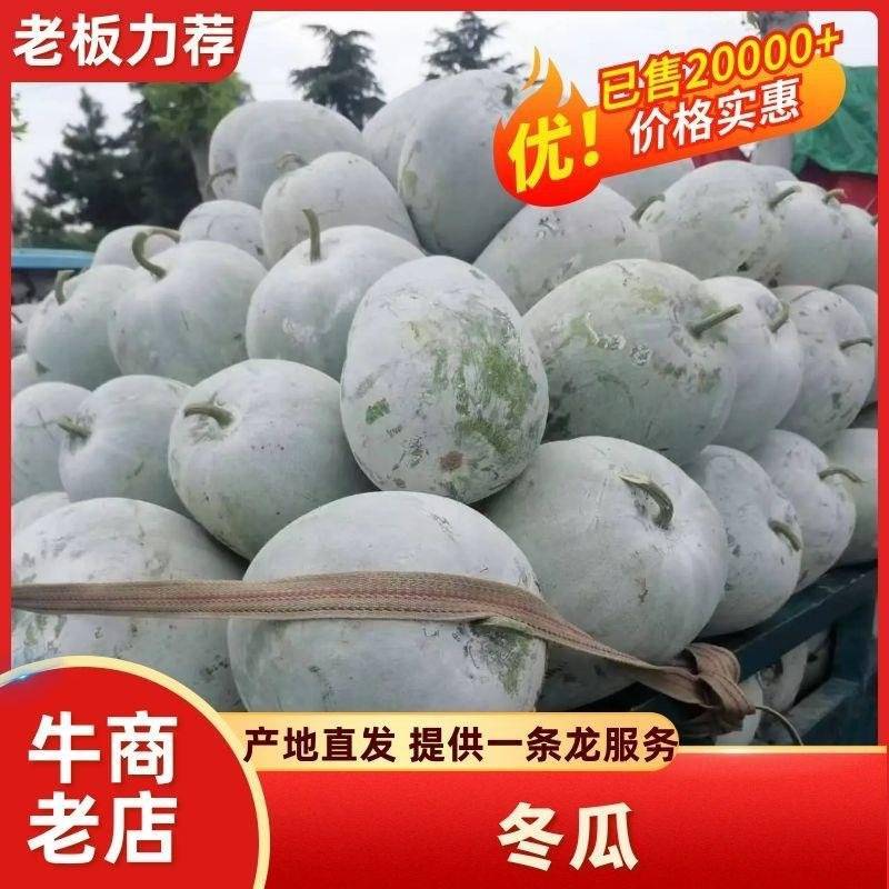 精品水果冬瓜瓜型好产地直供可视频看货