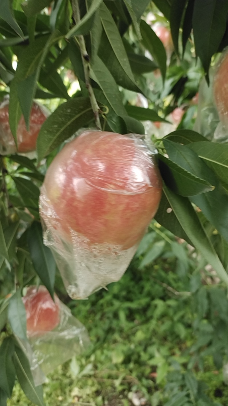 红毛桃