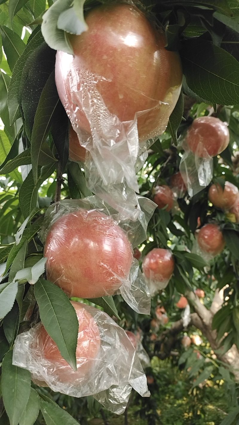 红毛桃
