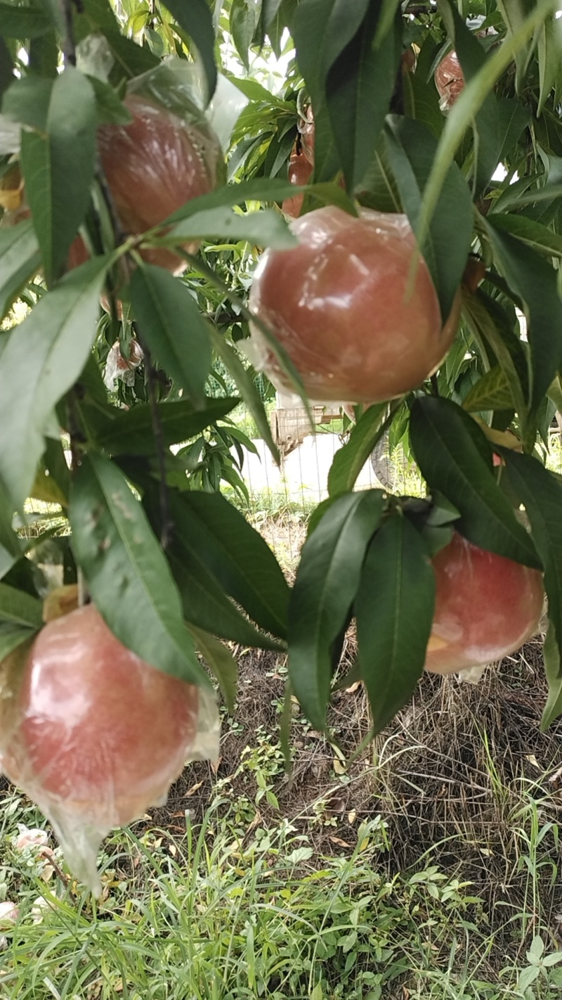 红毛桃