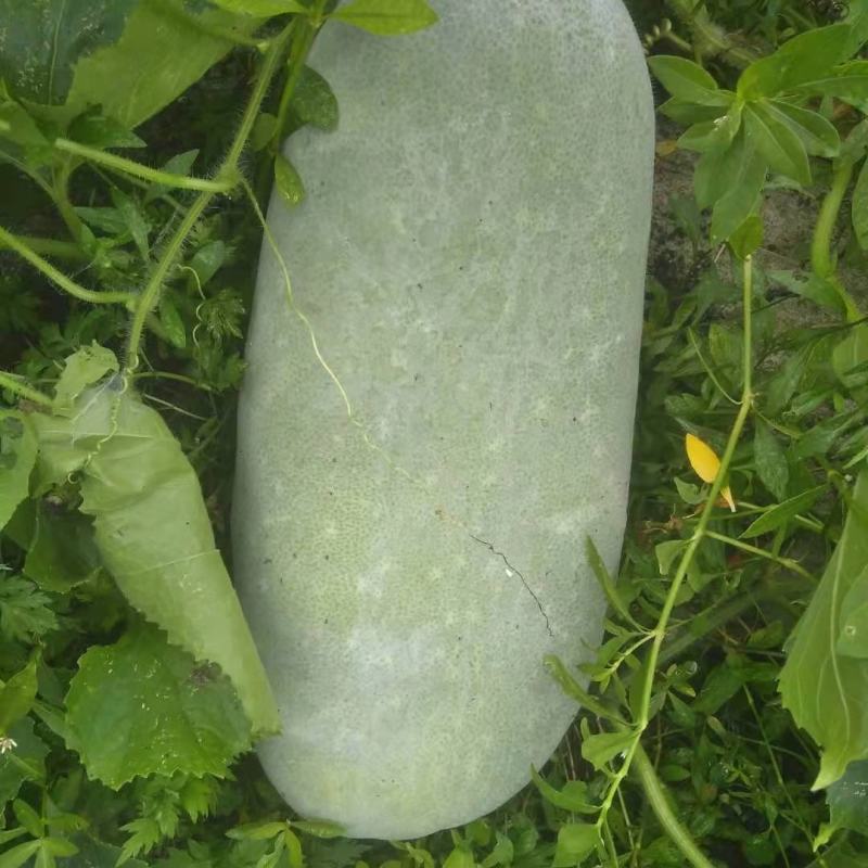 白皮冬瓜陕西新鲜冬瓜长白条白冬瓜产地直发一手货源