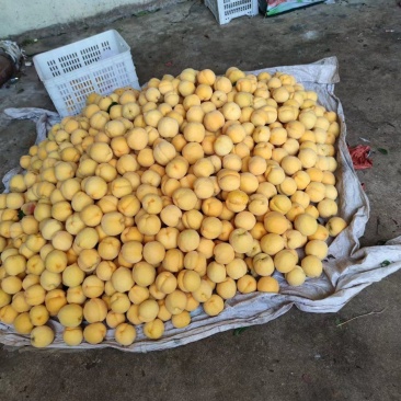蒙阴黄桃新鲜黄油桃黄毛桃黄金蜜4号黄金蜜2号甜黄金黄锦绣