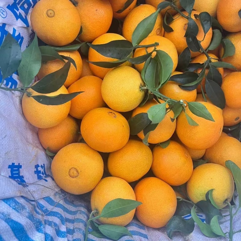 云南高山蜜橘口感纯甜皮薄肉厚无核无籽清甜化渣
