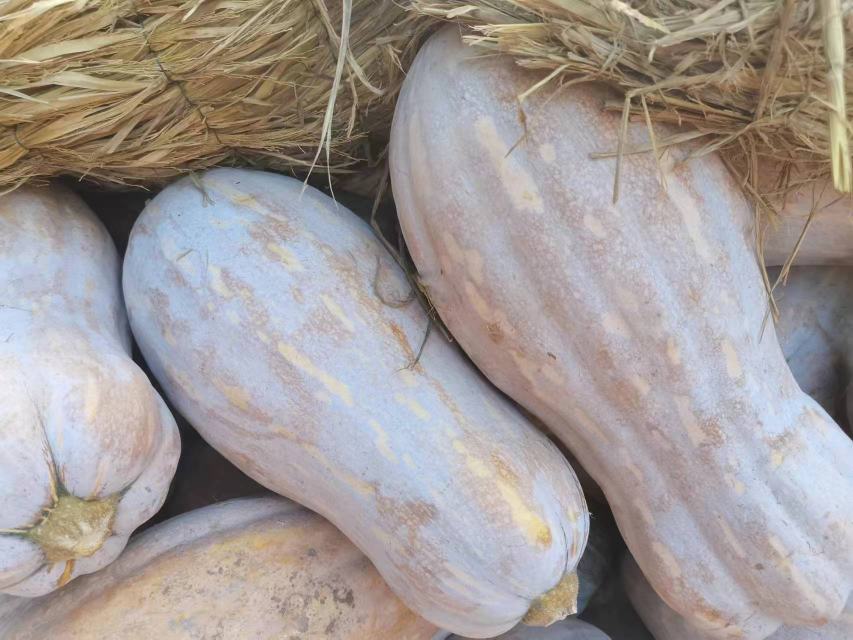 蜜本南瓜烹饪美食展示