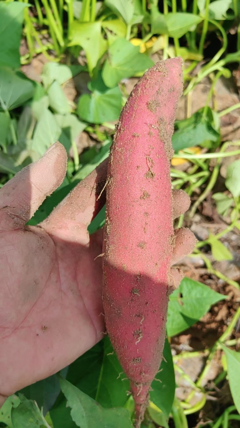 开封西瓜红产地直发一手货源对接电商各大市场以及赶大