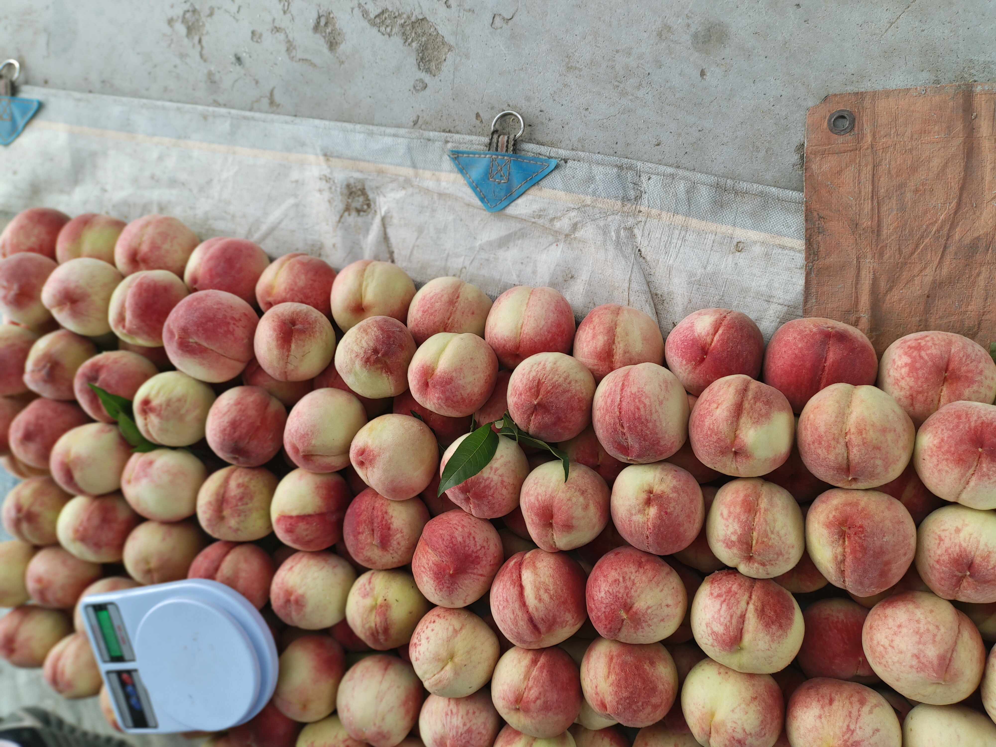 挑选桃子的手势示范图