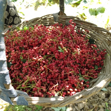 积石银川花椒