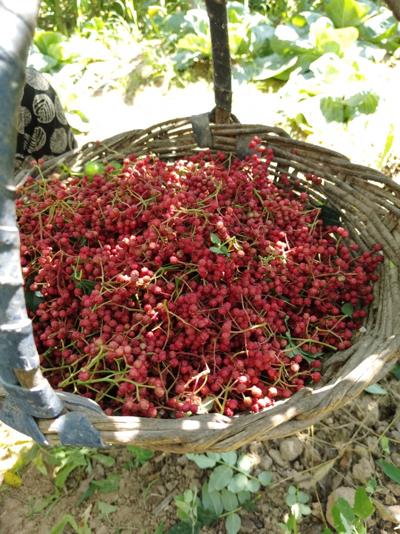 积石银川花椒