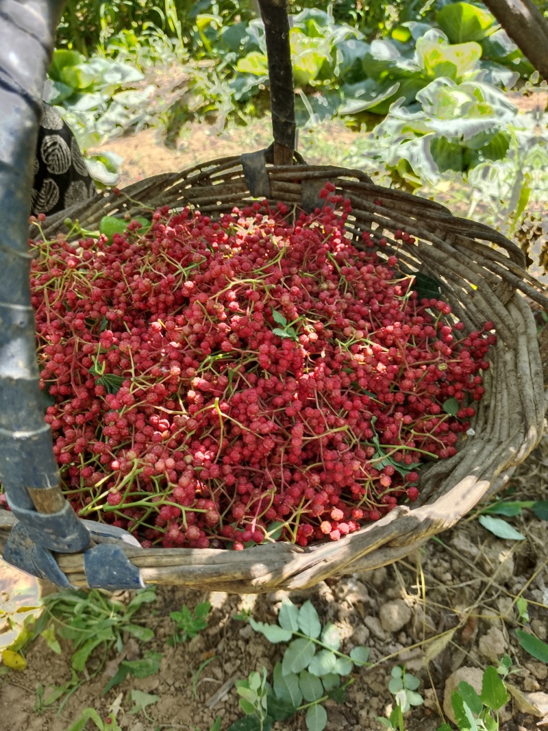 积石银川花椒