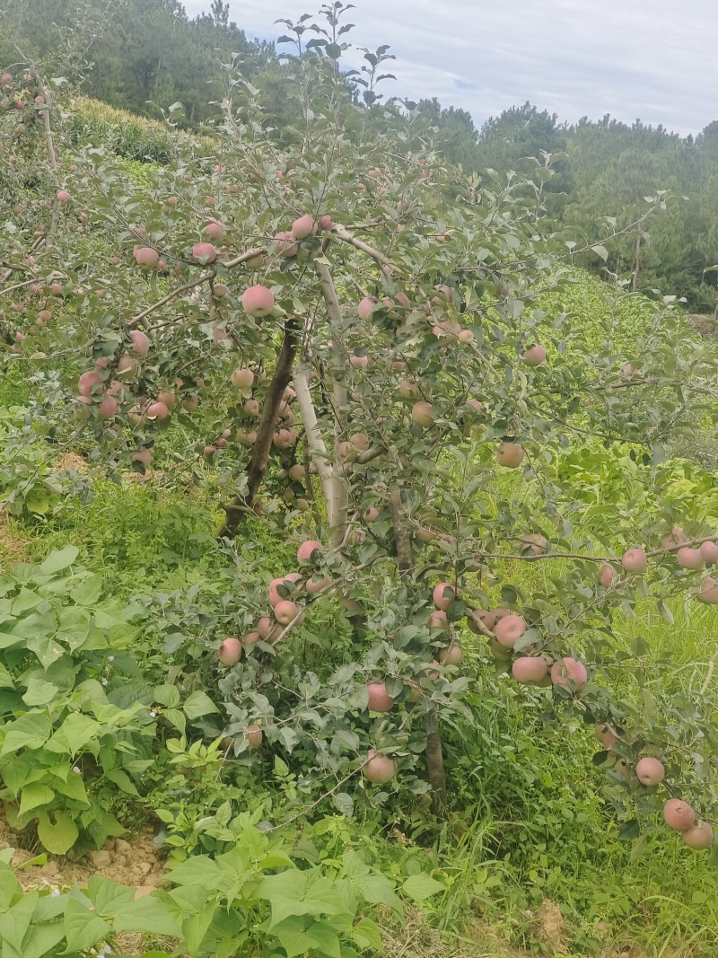 云南昭通苹果大量上市，有需要的老板跟我联系。