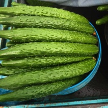 河北精品密刺黄瓜，质量保证条形好，颜色亮价格便宜