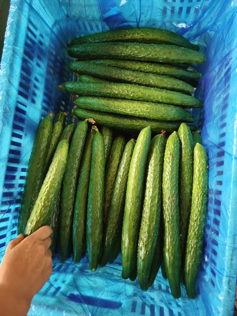 河北精品密刺黄瓜，质量保证条形好，颜色亮价格便宜