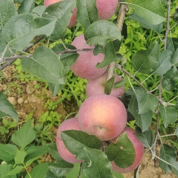 云南昭通苹果大量上市，有需要的老板跟我联系。