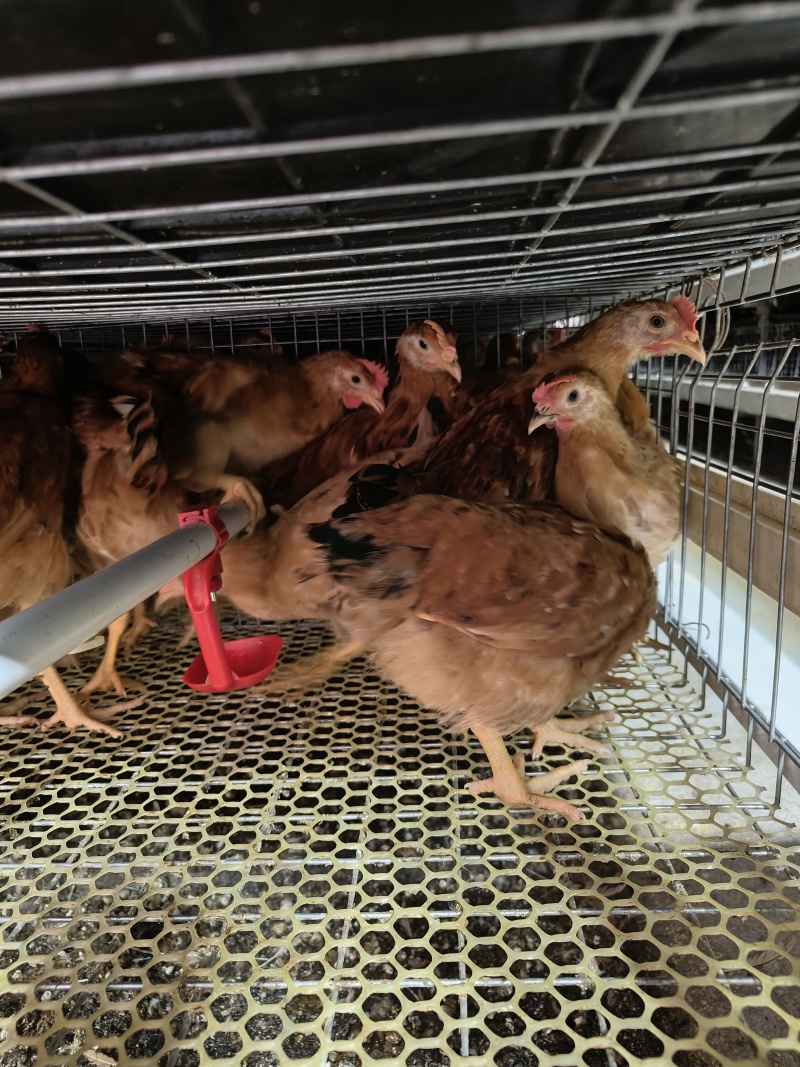 手公阉鸡脱温鸡苗