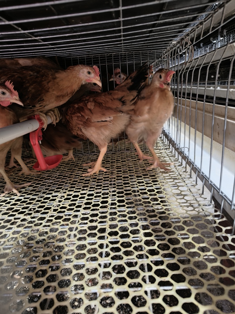 手公阉鸡脱温鸡苗