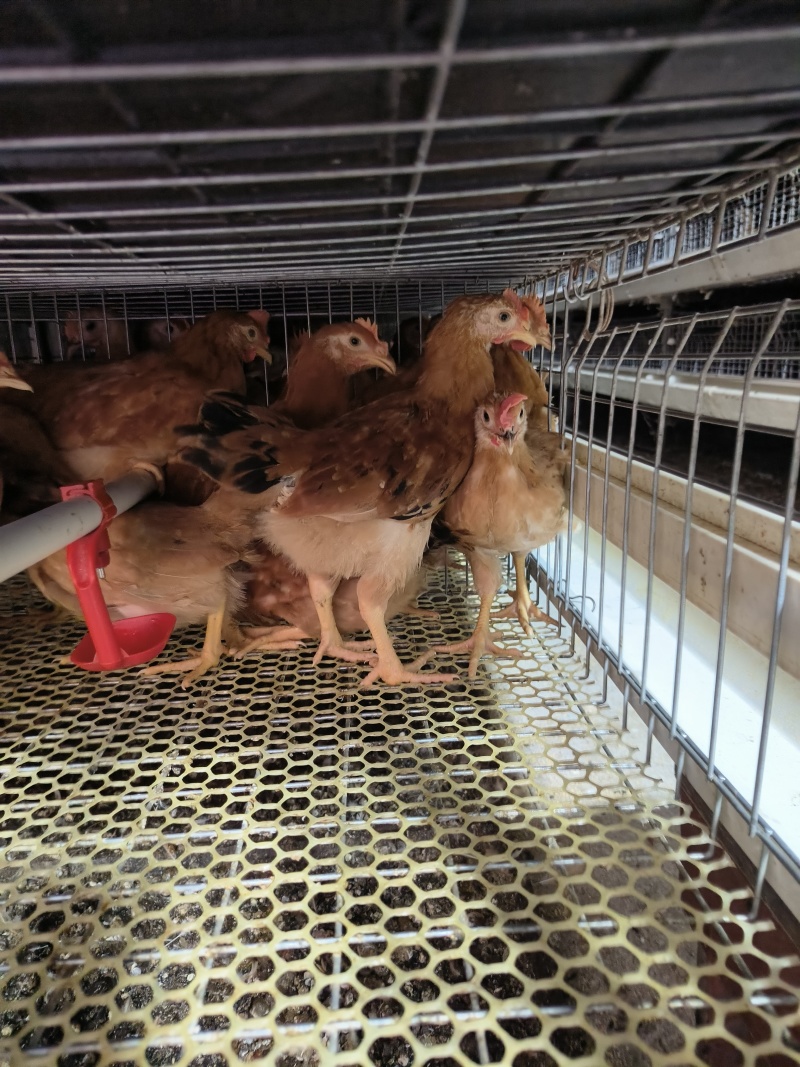 手公阉鸡脱温鸡苗