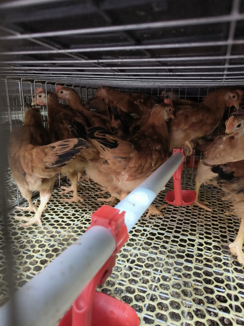 手公阉鸡脱温鸡苗