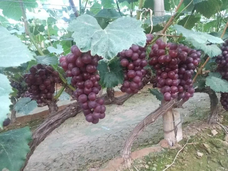 巨峰葡萄河北葡萄大量供应保质保量对接商超市场社区团购