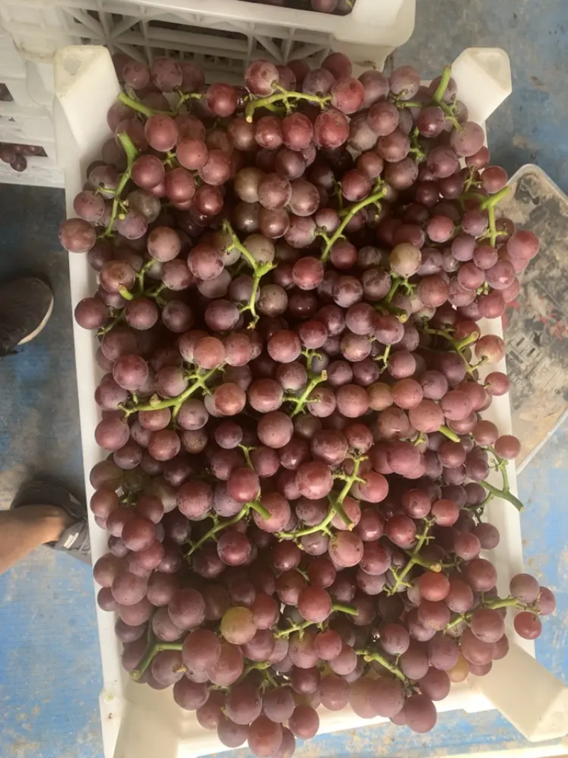 巨峰葡萄河北葡萄大量供应保质保量对接商超市场社区团购